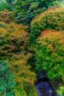 Colorful foliage, Tofuku-ji Buddhist temple, Kyoto, Japan. Famous for its autumn leaves. Art Print